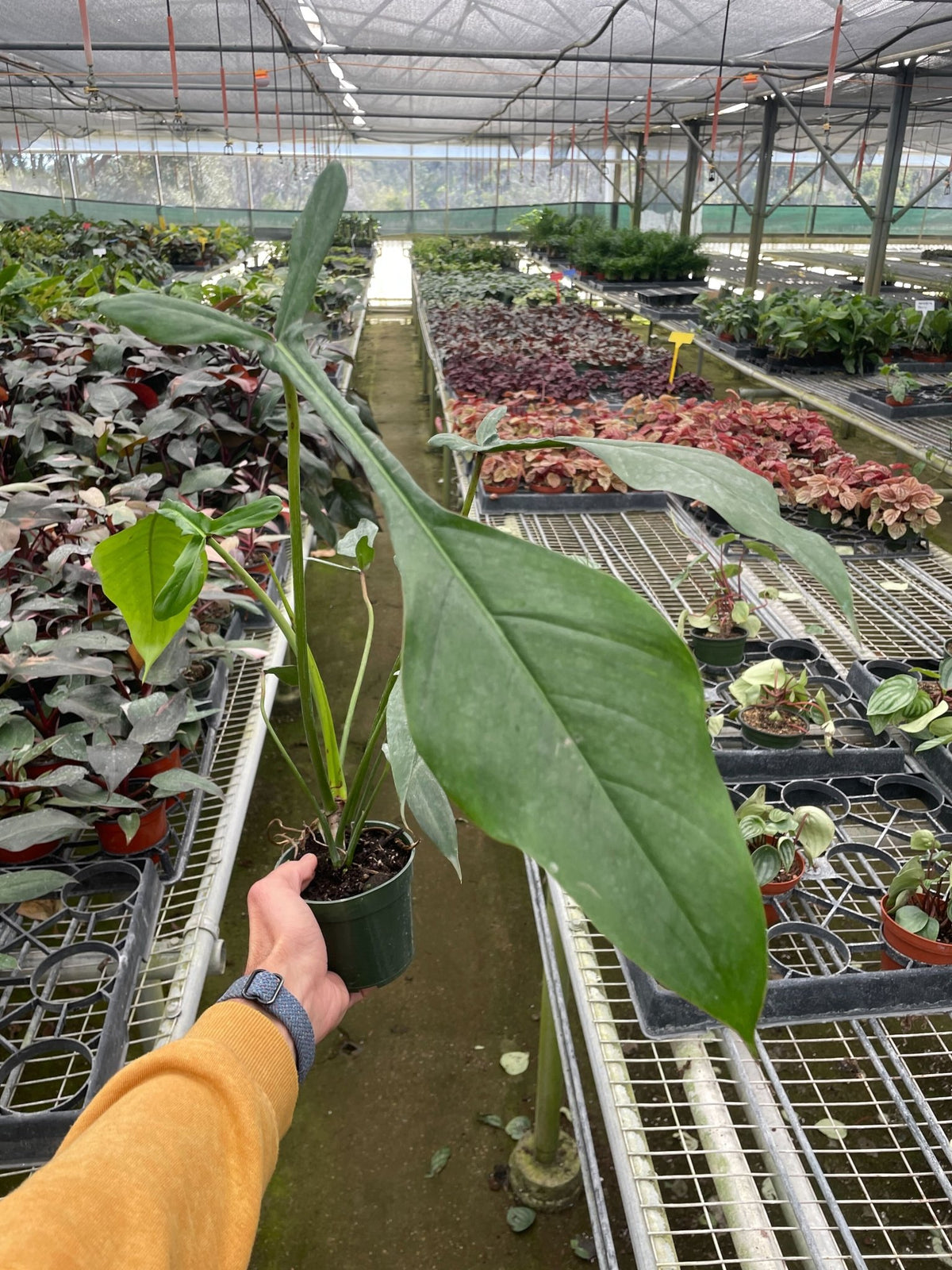 Philodendron 'Joepii' - BetterGrow Hydro