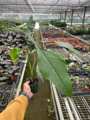 Philodendron 'Joepii' - BetterGrow Hydro
