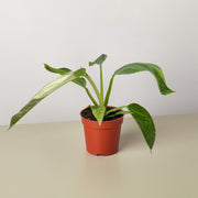 Philodendron Jose Bueno - BetterGrow Hydro