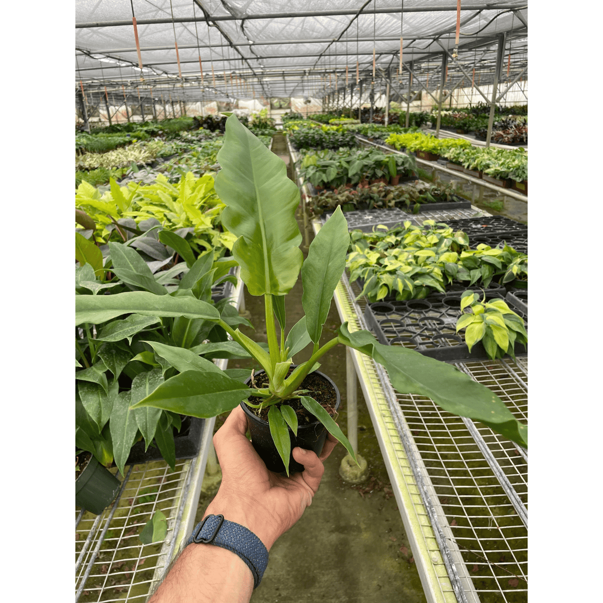 Philodendron 'Jungle Boogie' - BetterGrow Hydro