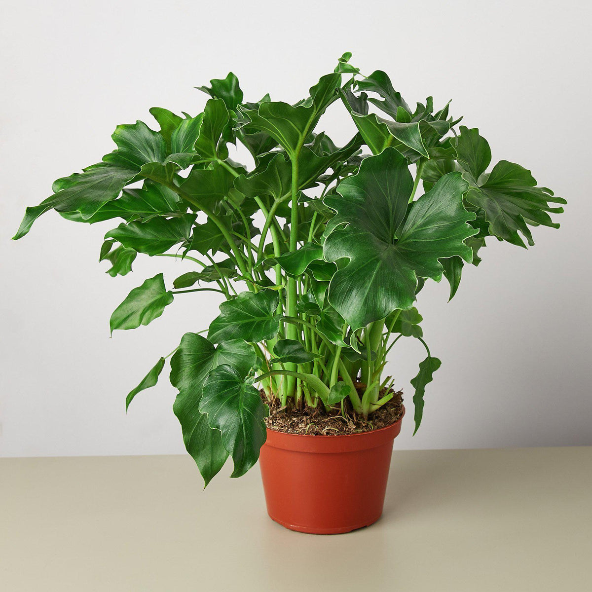 Philodendron Little Hope - BetterGrow Hydro