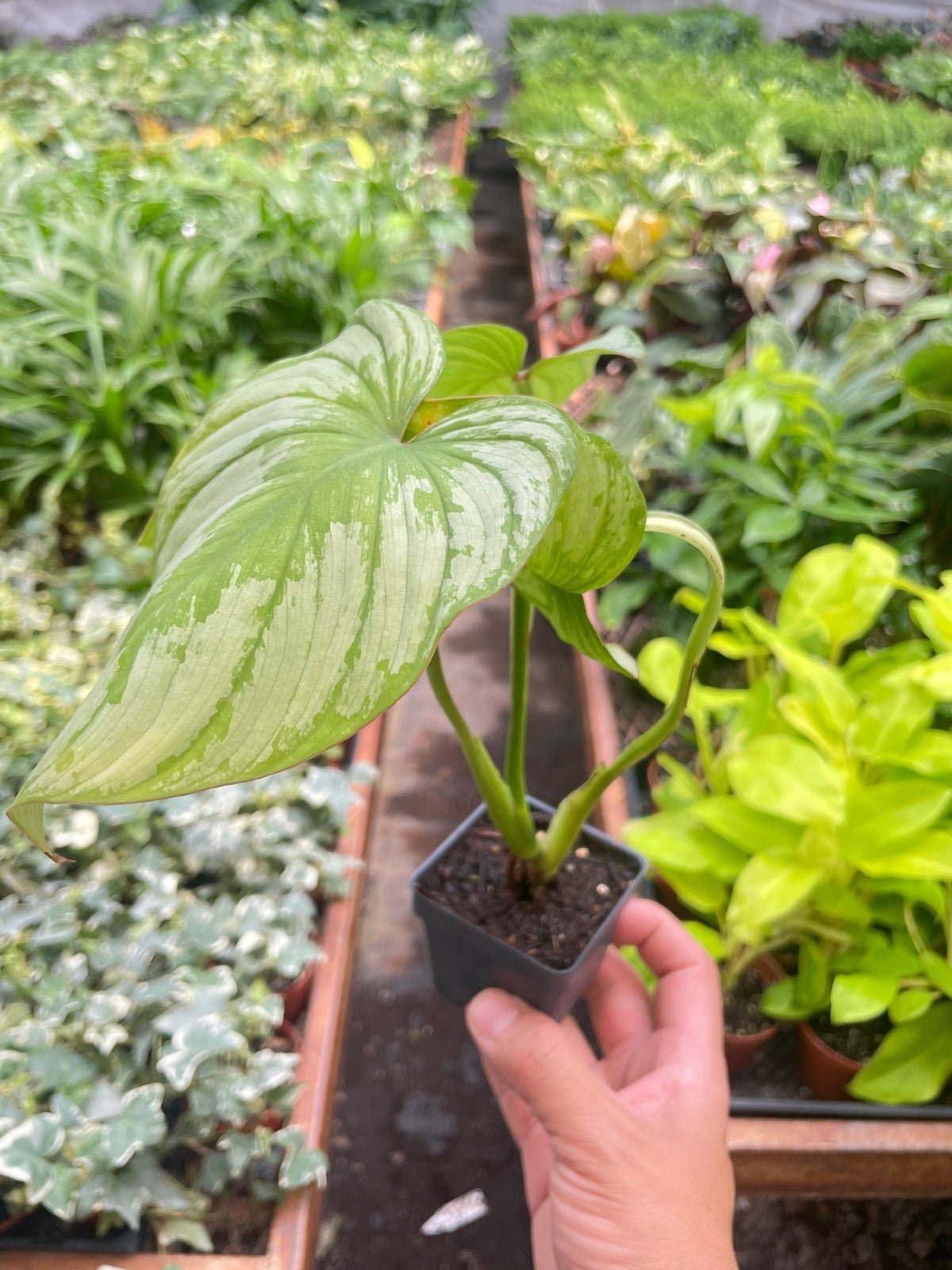 Philodendron 'Mamei' - BetterGrow Hydro