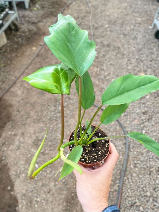 Philodendron Mayoi - BetterGrow Hydro