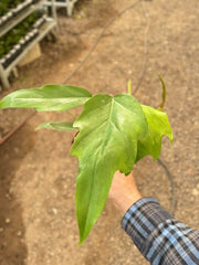 Philodendron Mayoi - BetterGrow Hydro