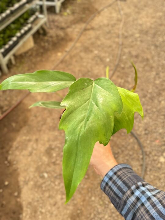 Philodendron Mayoi - BetterGrow Hydro