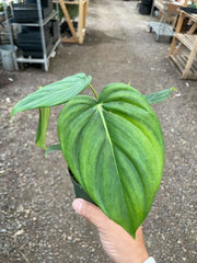 Philodendron 'Mcdowell' - BetterGrow Hydro