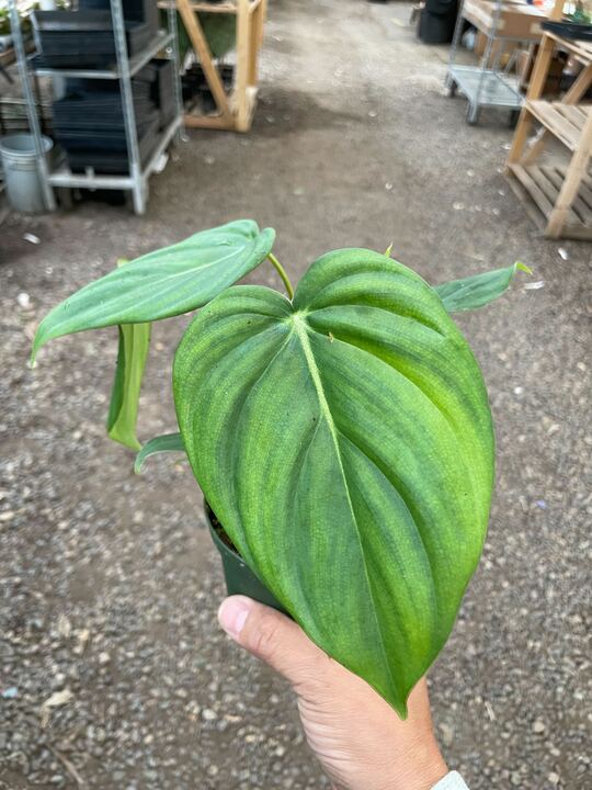 Philodendron 'Mcdowell' - BetterGrow Hydro