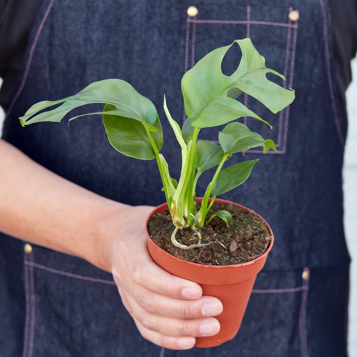 Philodendron Mini Monstera Minima - BetterGrow Hydro