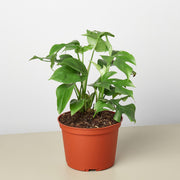 Philodendron Mini Monstera Minima - BetterGrow Hydro