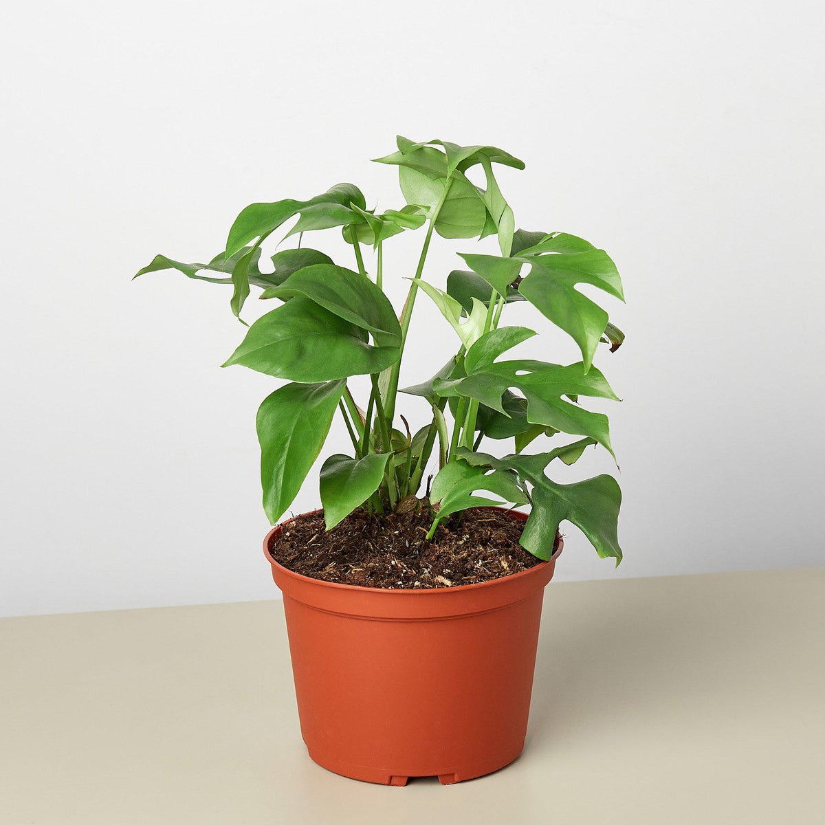 Philodendron Mini Monstera Minima - BetterGrow Hydro