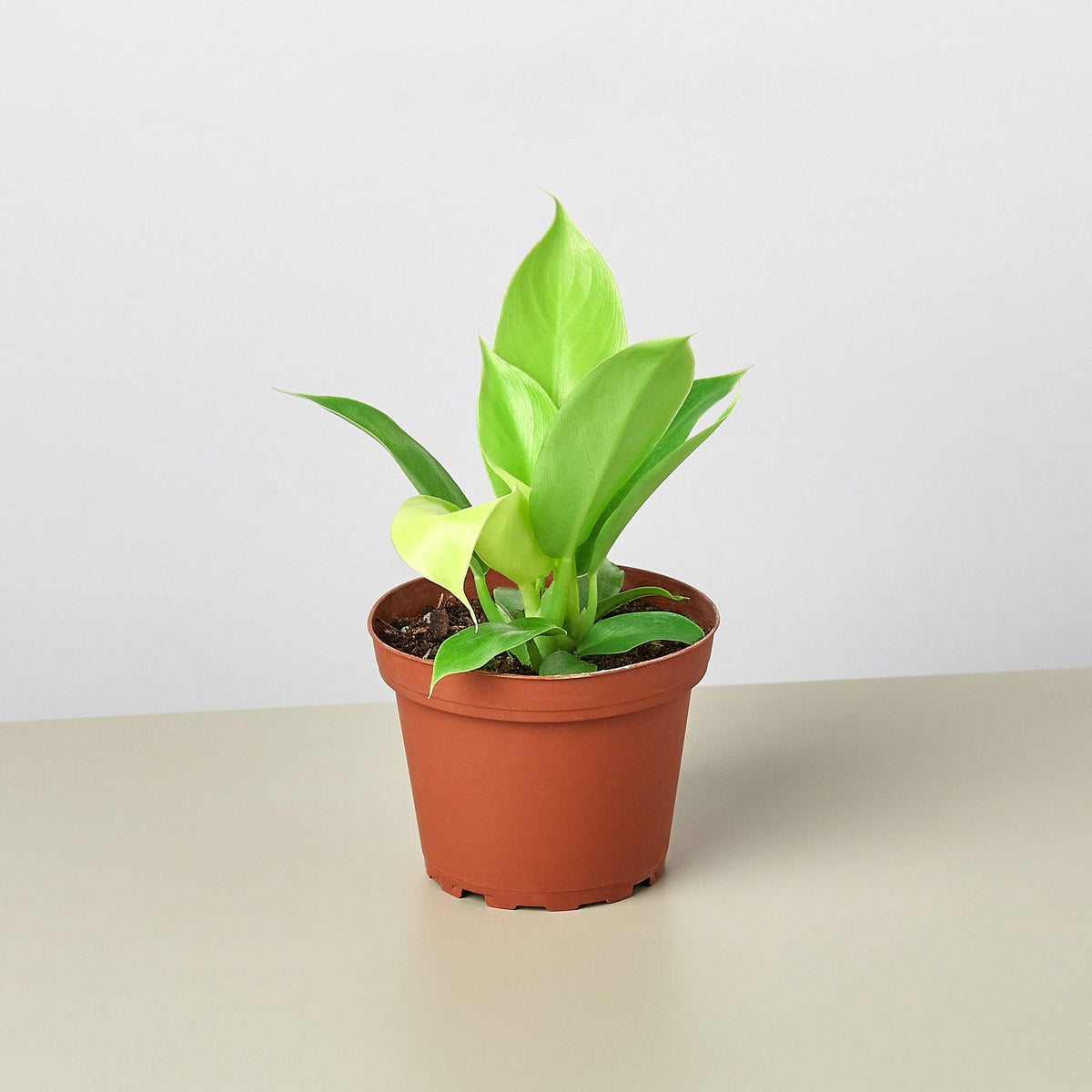 Philodendron 'Moonlight' - BetterGrow Hydro