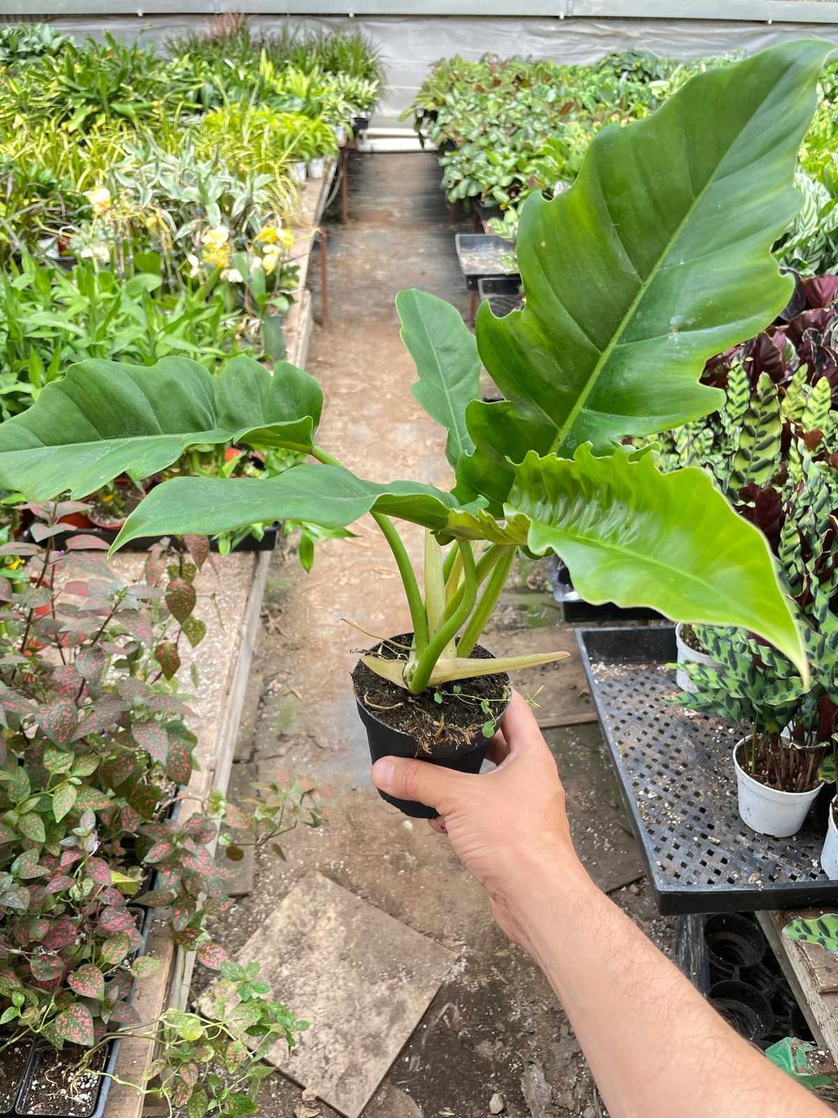 Philodendron 'Narrow Escape' - BetterGrow Hydro
