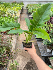 Philodendron 'Narrow Escape' - BetterGrow Hydro