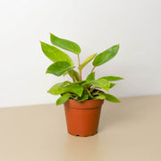 Philodendron 'Painted Lady' - BetterGrow Hydro