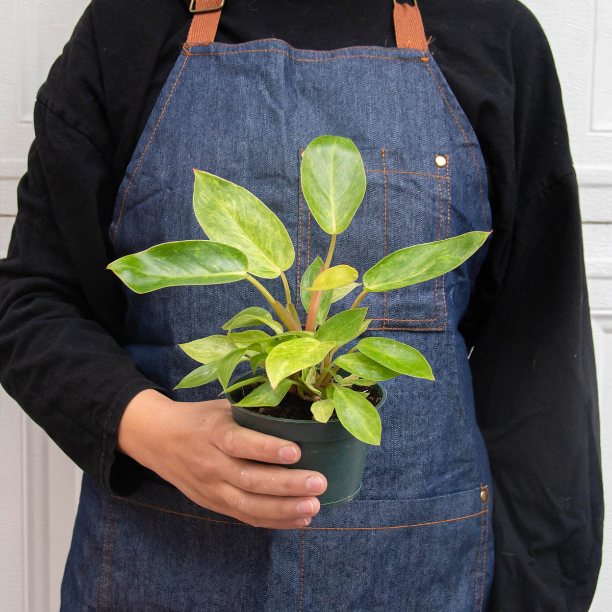 Philodendron 'Painted Lady' - BetterGrow Hydro