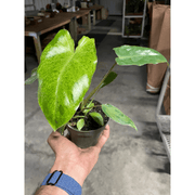 Philodendron 'Paraiso Verde' - BetterGrow Hydro