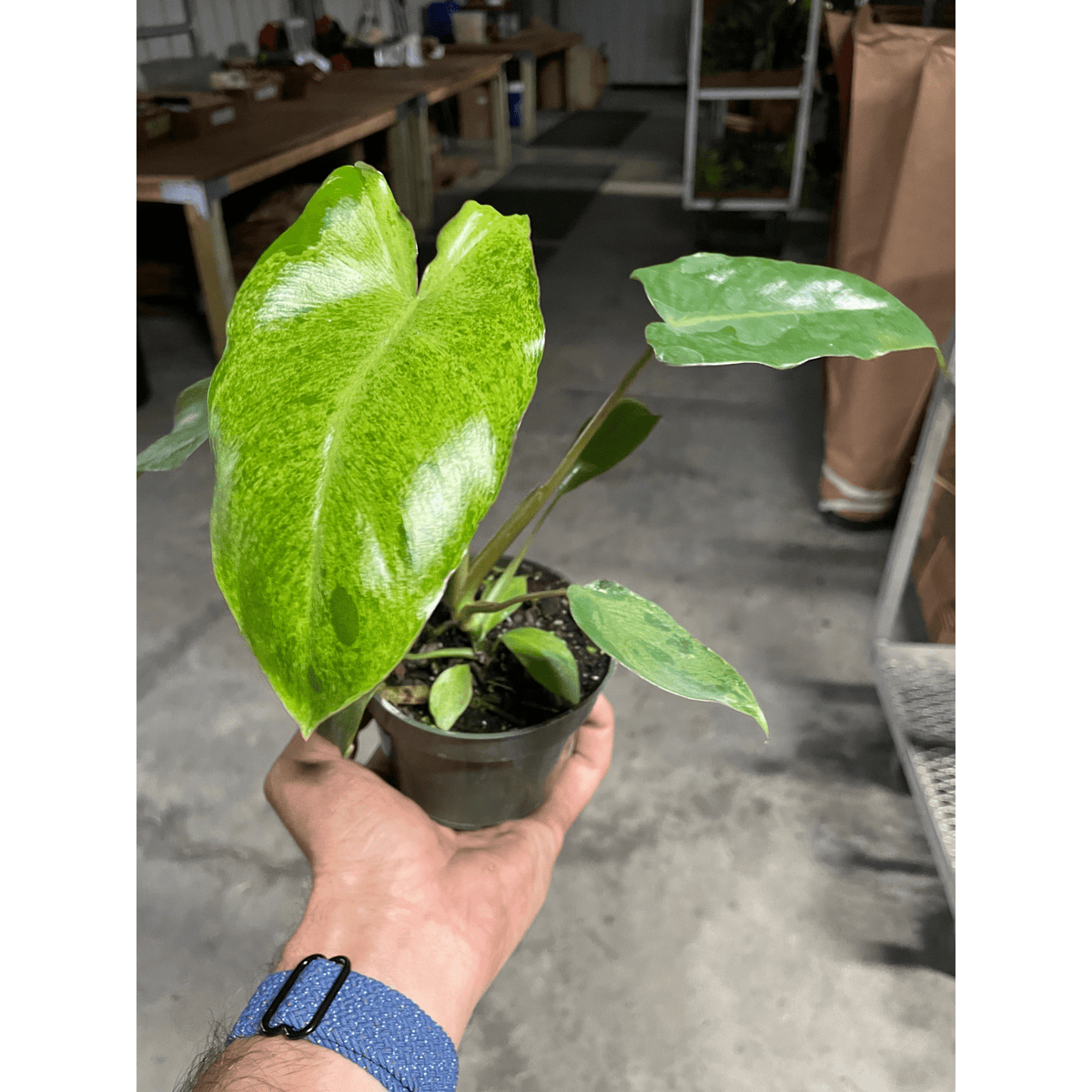 Philodendron 'Paraiso Verde' - BetterGrow Hydro
