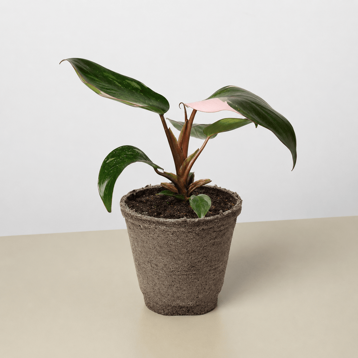 Philodendron 'Pink Princess' - BetterGrow Hydro