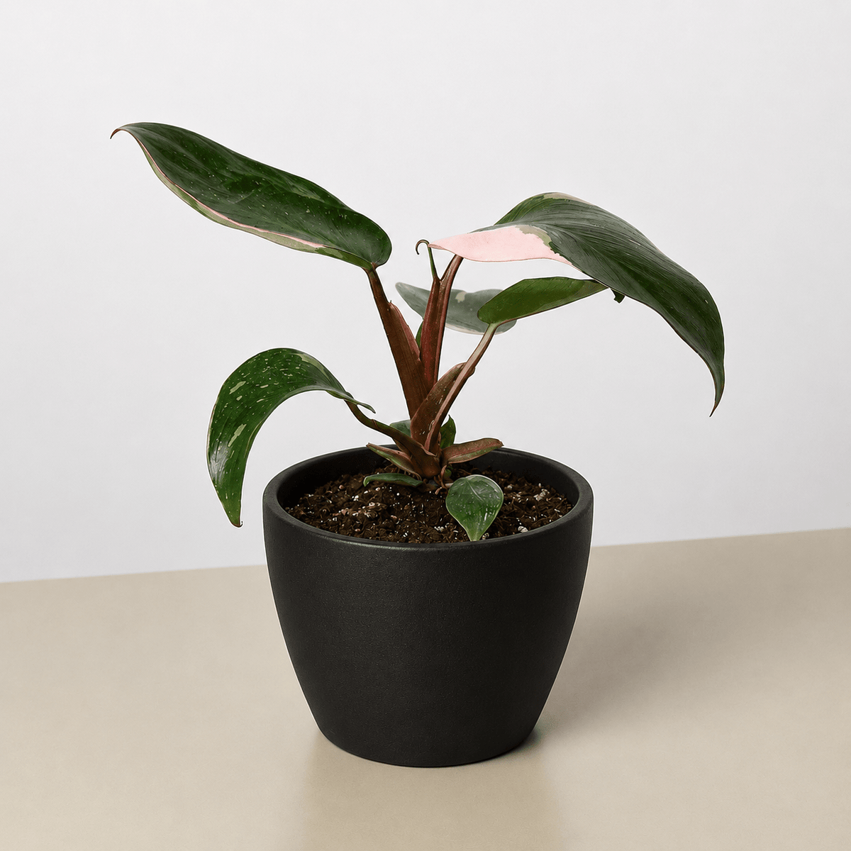Philodendron 'Pink Princess' - BetterGrow Hydro
