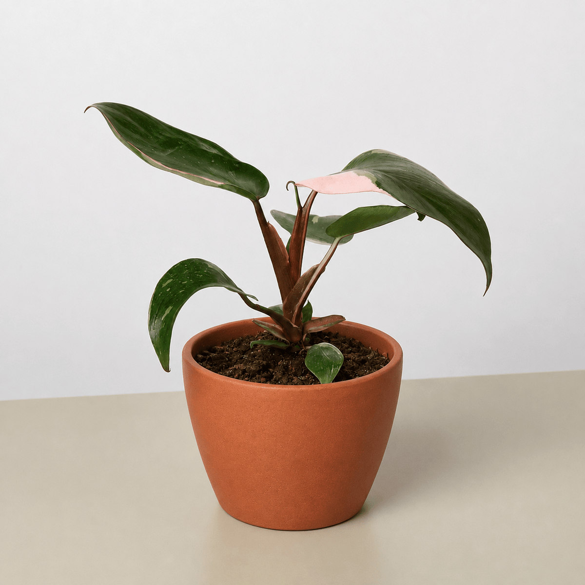 Philodendron 'Pink Princess' - BetterGrow Hydro