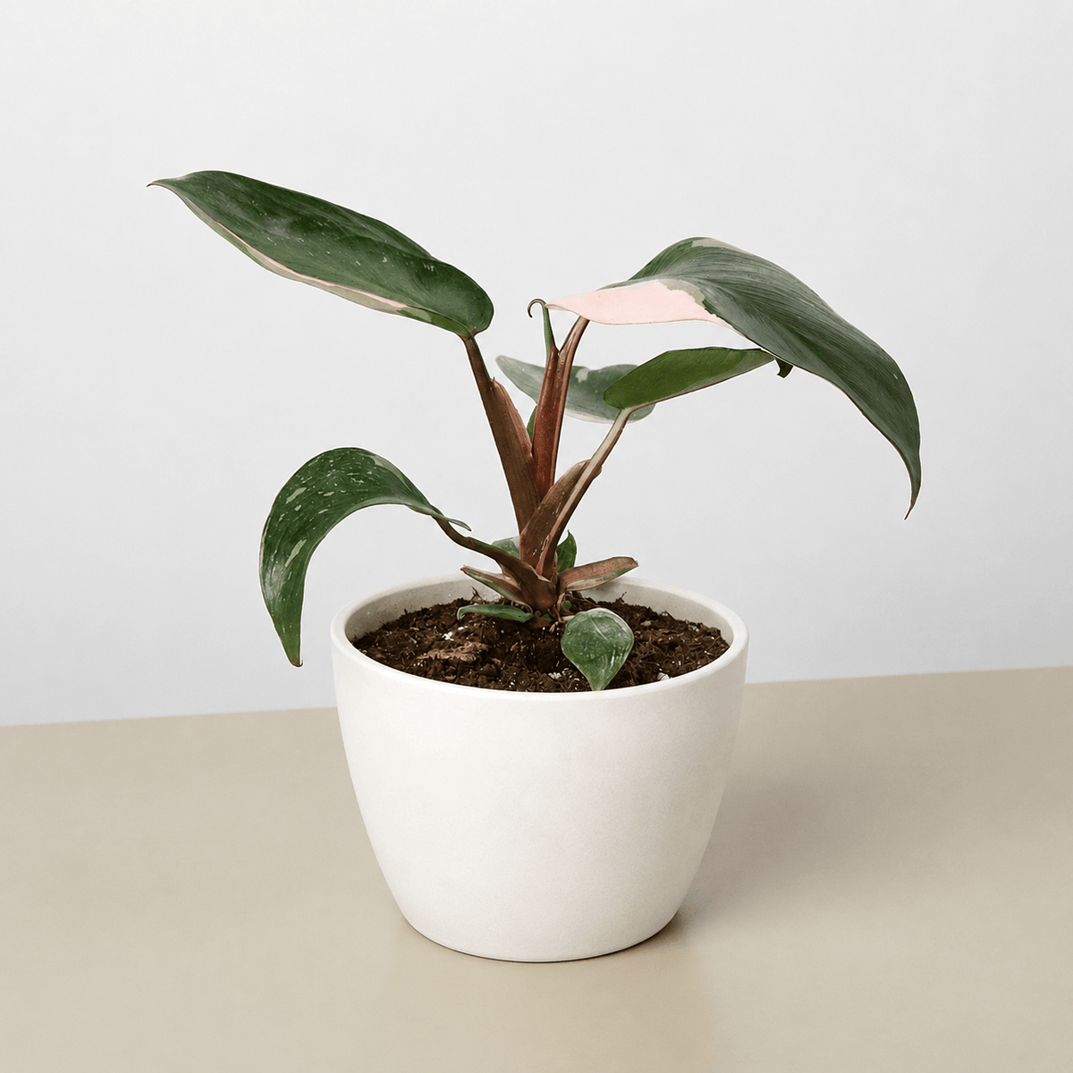 Philodendron 'Pink Princess' - BetterGrow Hydro