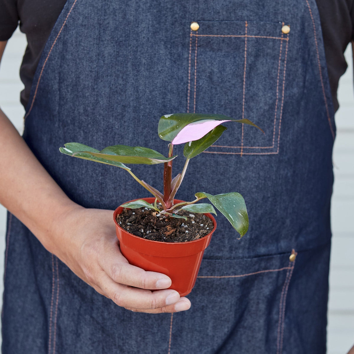Philodendron 'Pink Princess' - BetterGrow Hydro