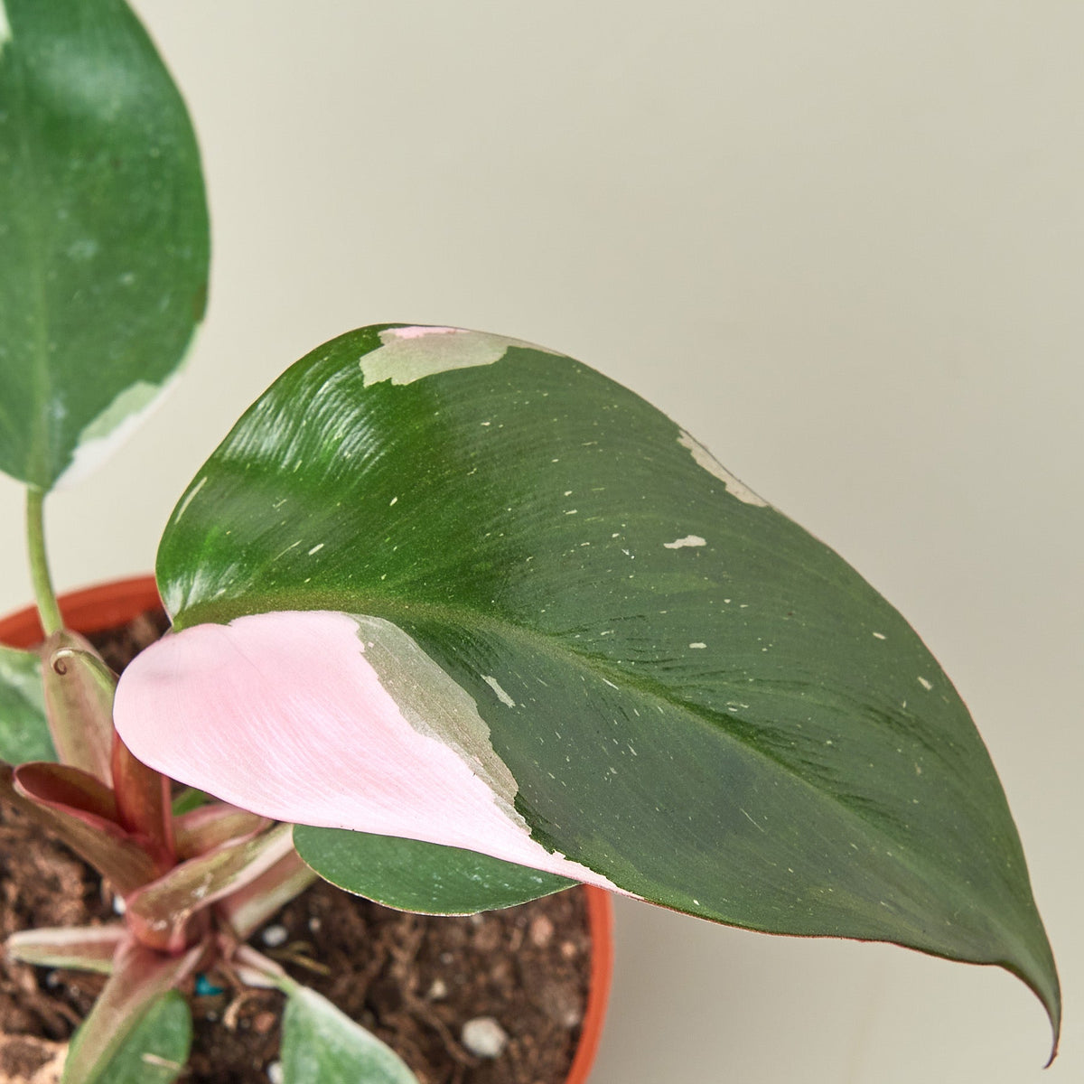 Philodendron 'Pink Princess' - BetterGrow Hydro