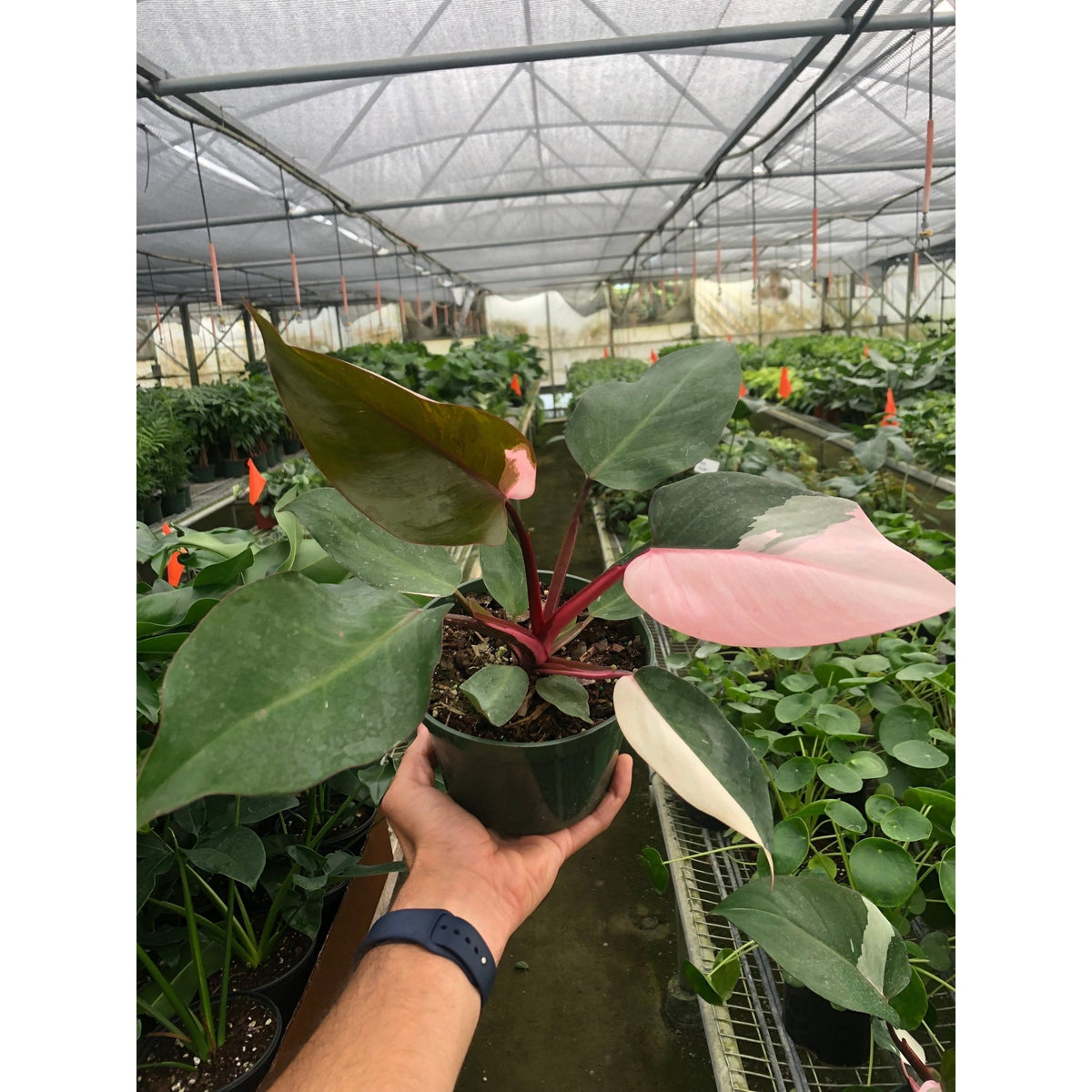 Philodendron 'Pink Princess' - BetterGrow Hydro