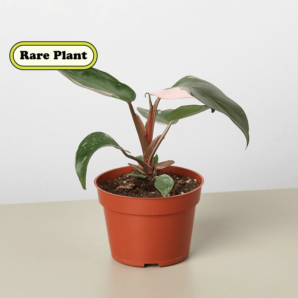 Philodendron 'Pink Princess' - BetterGrow Hydro