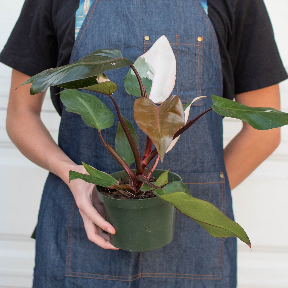 Philodendron 'Pink Princess' - BetterGrow Hydro