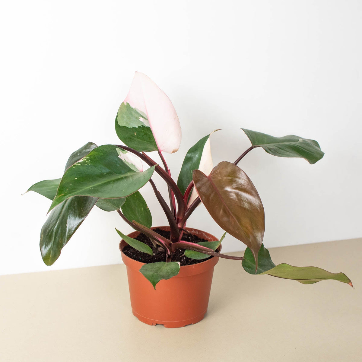 Philodendron 'Pink Princess' - BetterGrow Hydro