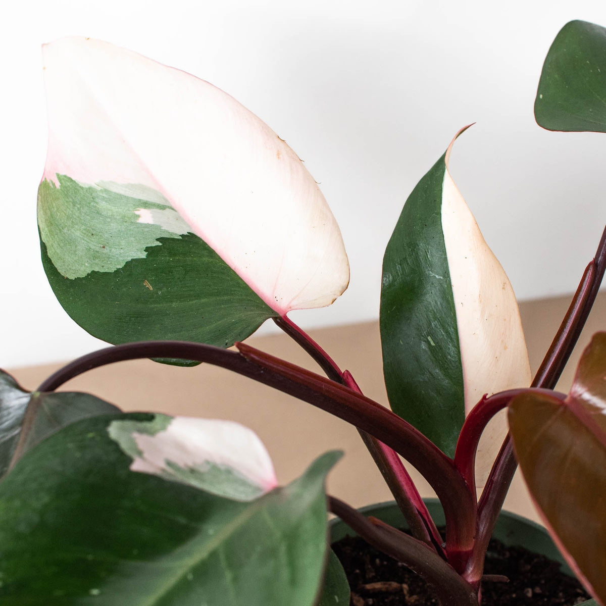 Philodendron 'Pink Princess' - BetterGrow Hydro