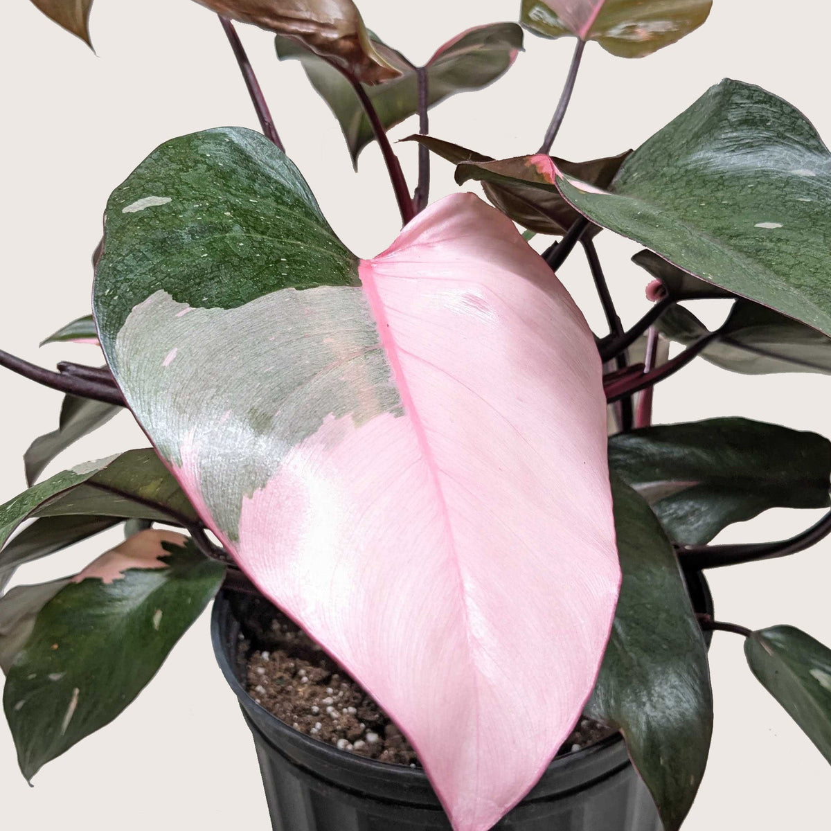 Philodendron 'Pink Princess' - BetterGrow Hydro