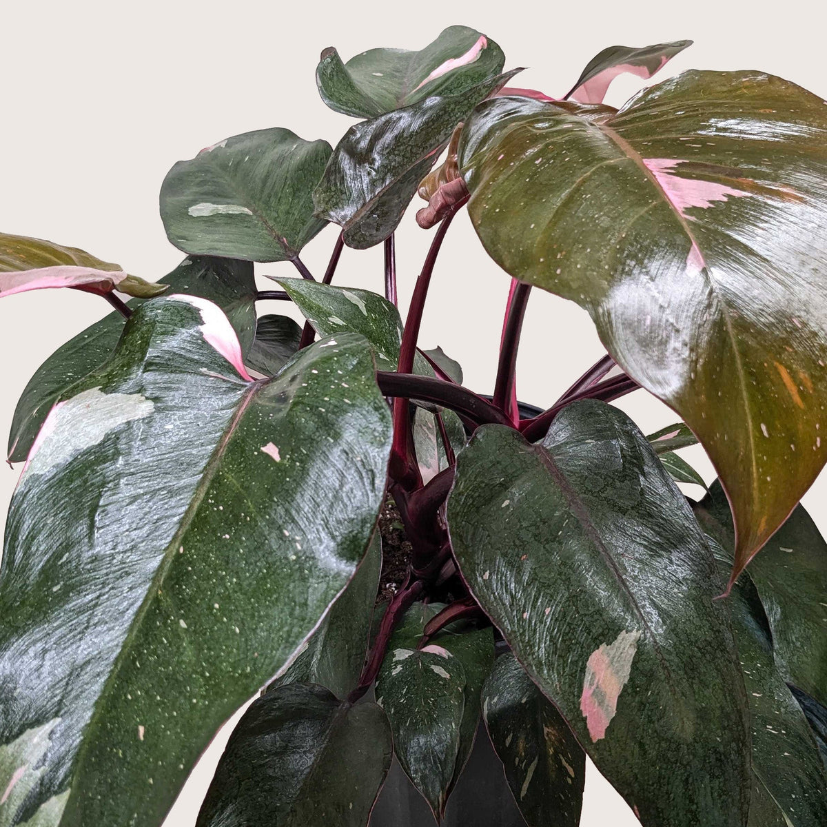 Philodendron 'Pink Princess' - BetterGrow Hydro