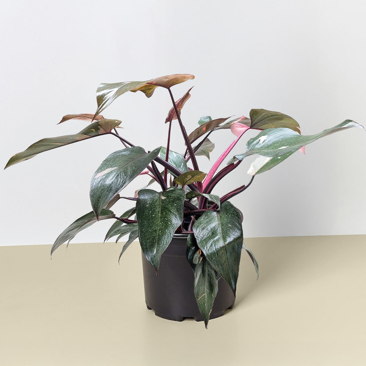 Philodendron 'Pink Princess' - BetterGrow Hydro