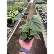 Philodendron 'Plowmanii' - BetterGrow Hydro