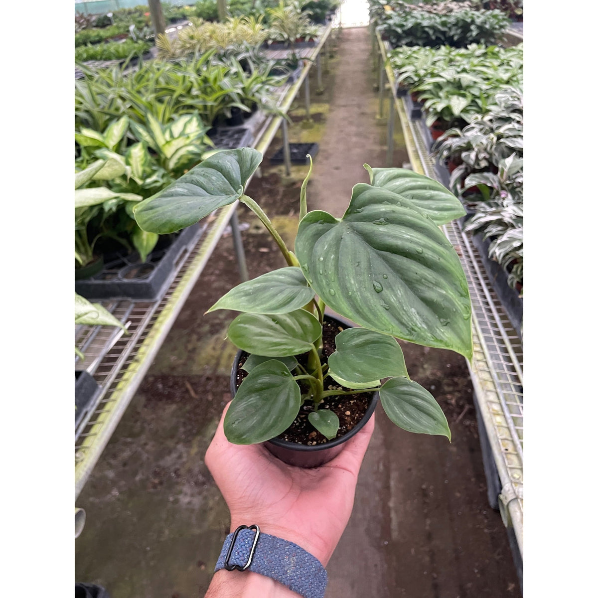 Philodendron 'Plowmanii' - BetterGrow Hydro