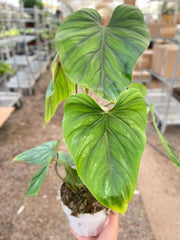 Philodendron PlowManii - BetterGrow Hydro