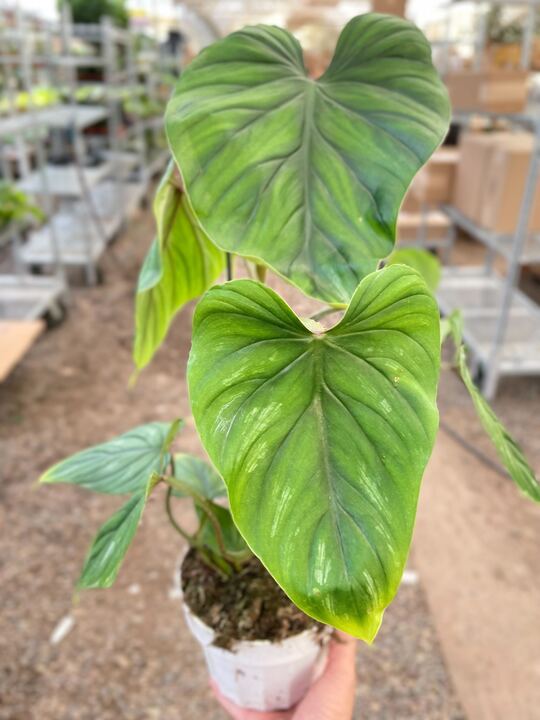 Philodendron PlowManii - BetterGrow Hydro