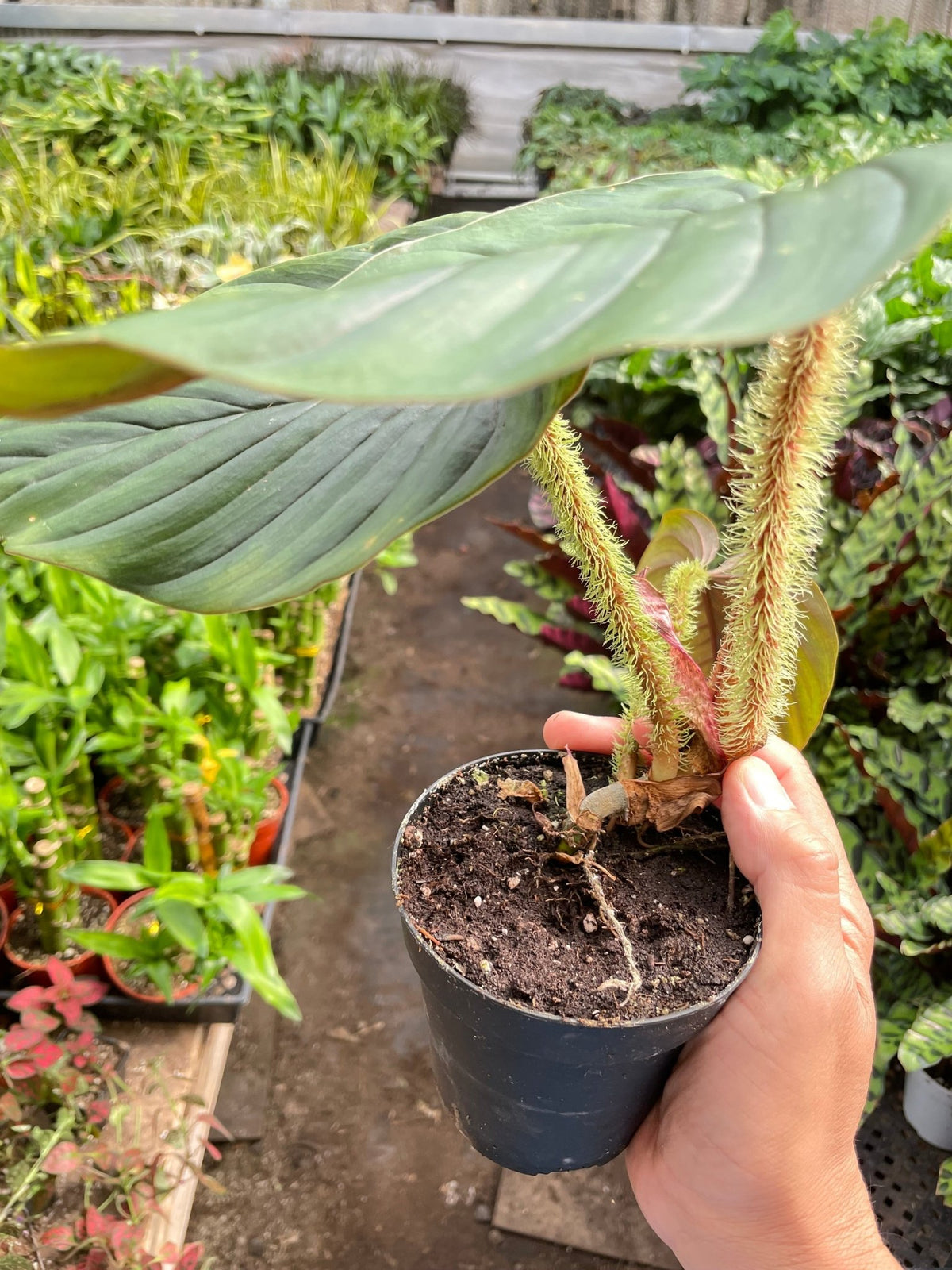 Philodendron 'Serpens' - BetterGrow Hydro