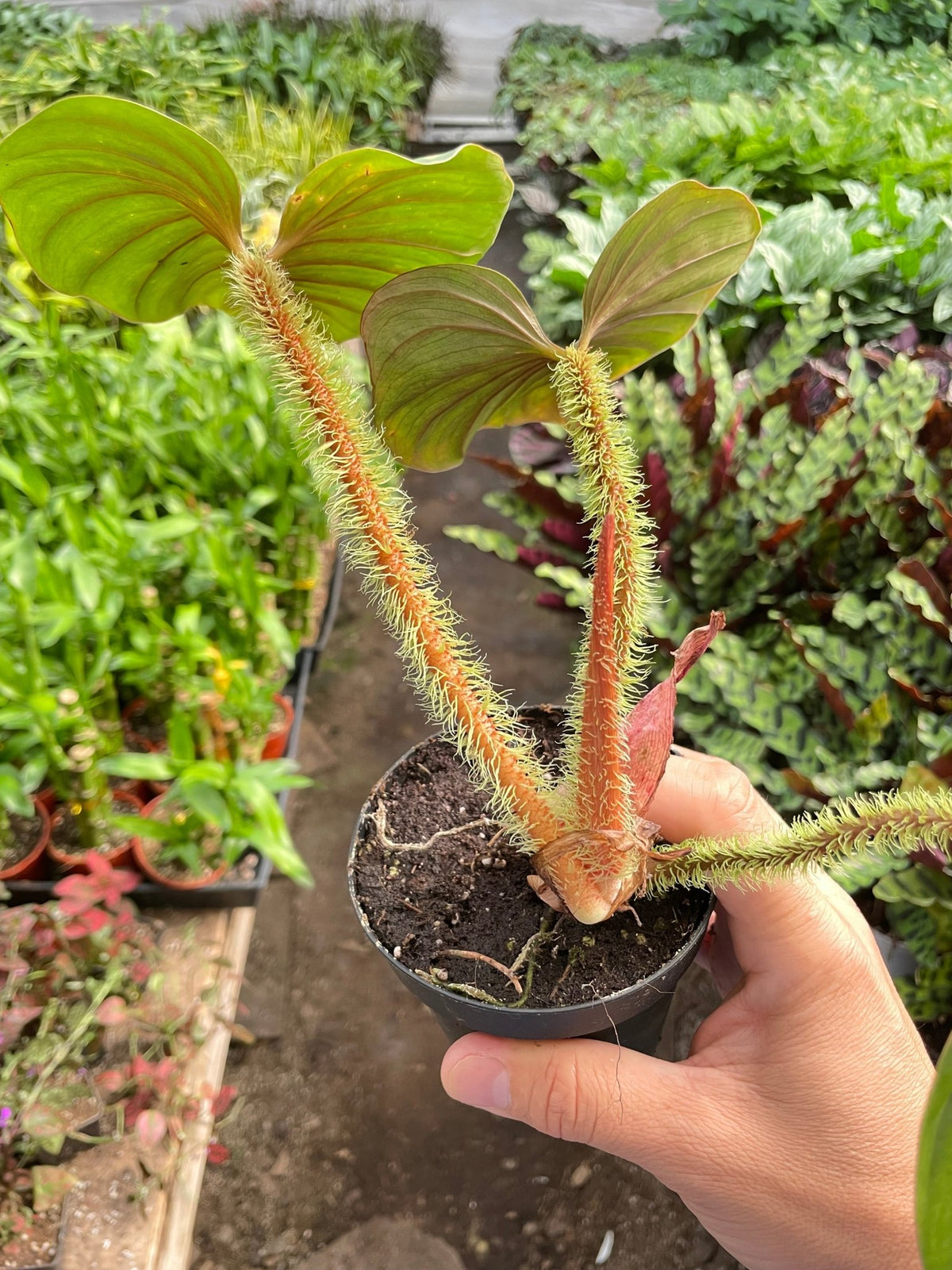 Philodendron 'Serpens' - BetterGrow Hydro