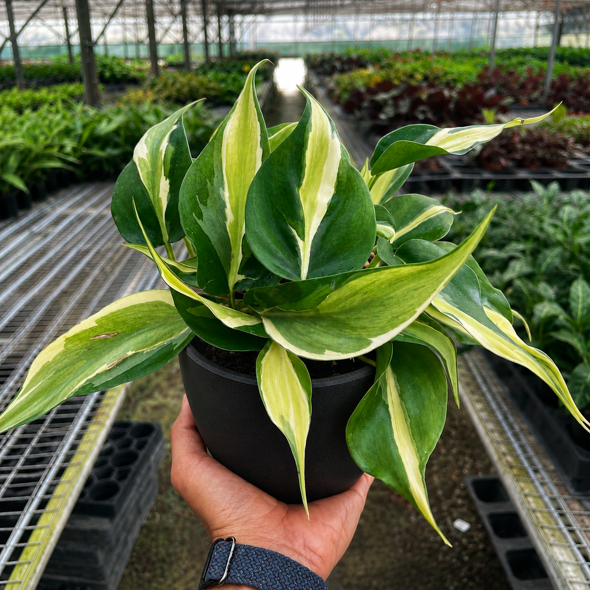 Philodendron 'Silver Stripe' - BetterGrow Hydro