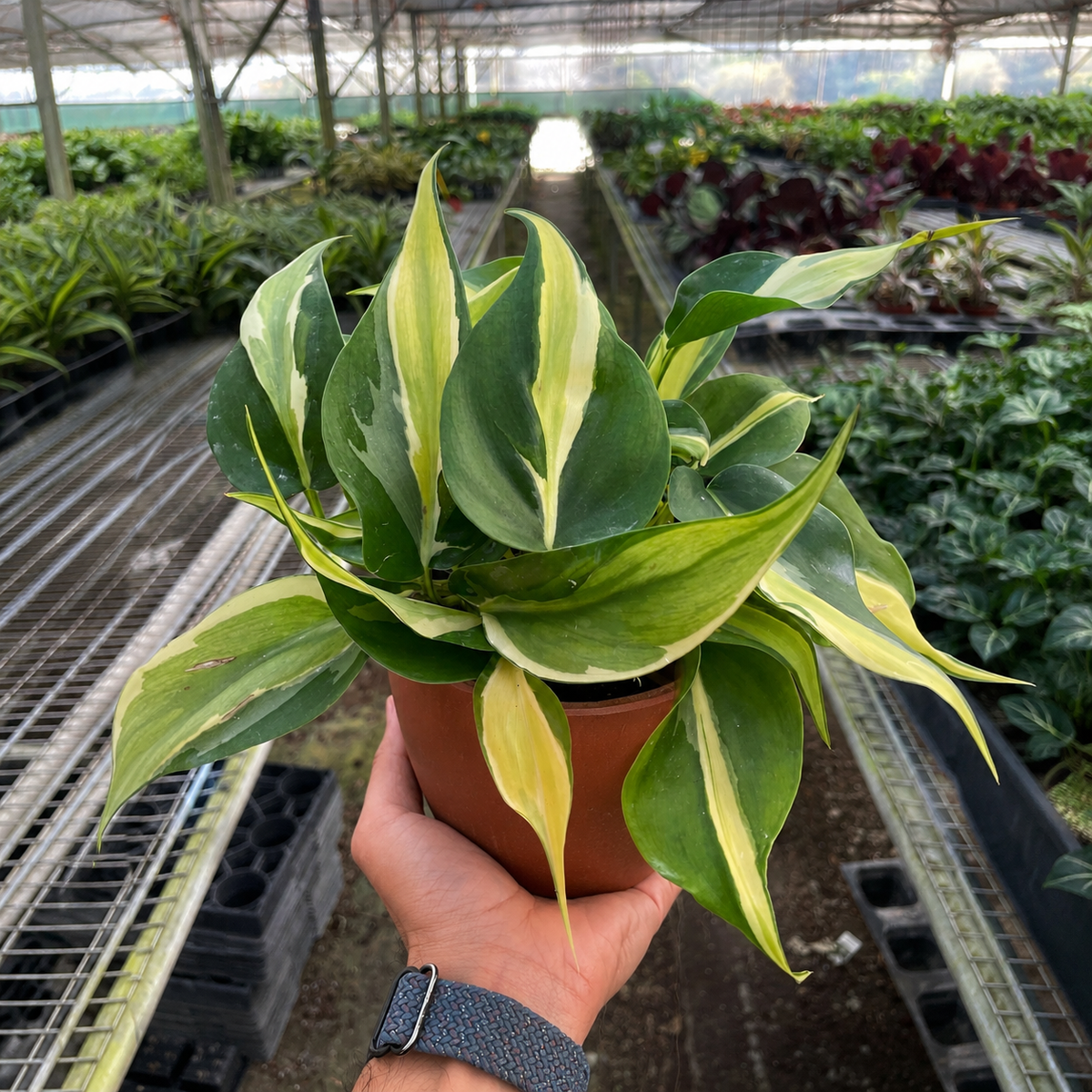 Philodendron 'Silver Stripe' - BetterGrow Hydro