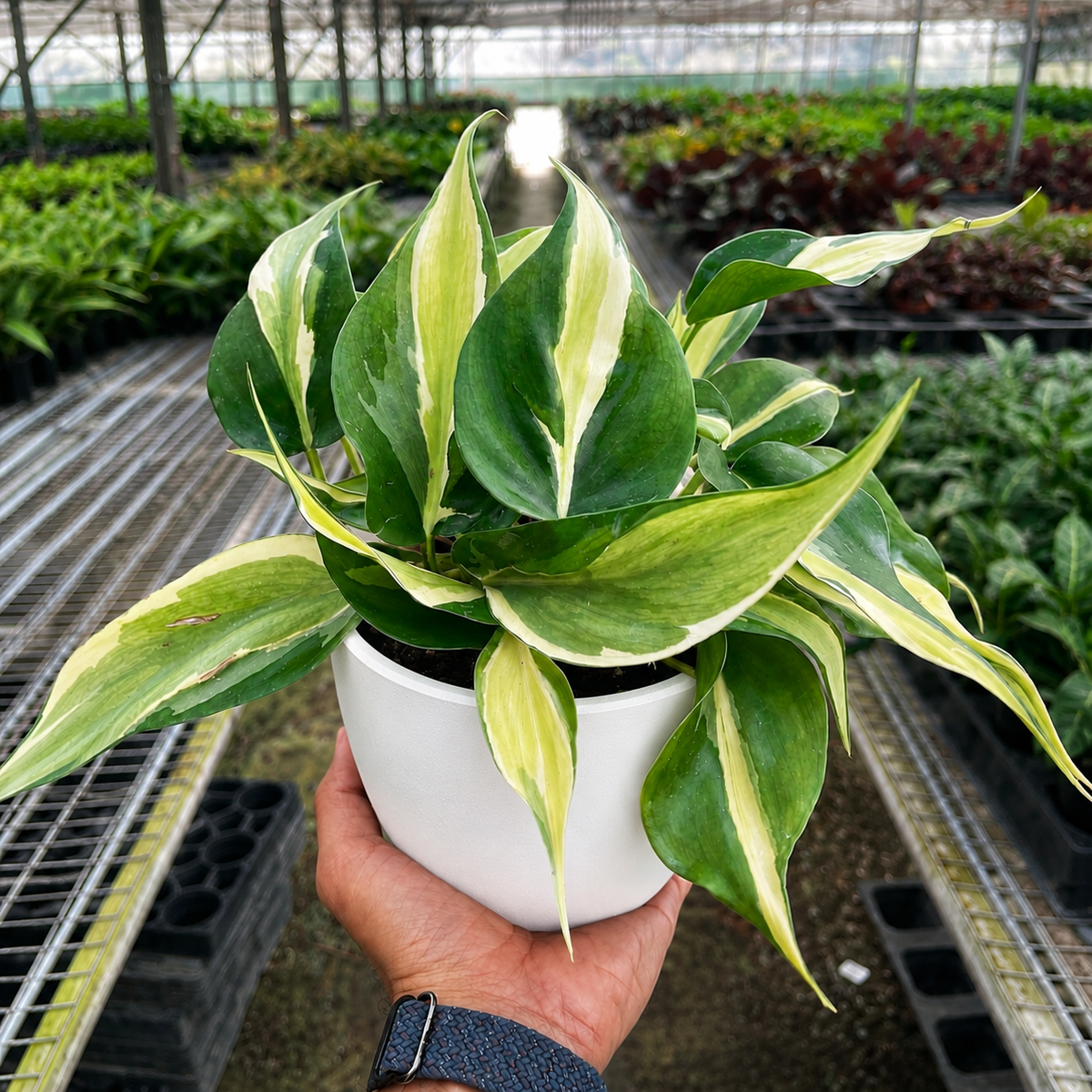 Philodendron 'Silver Stripe' - BetterGrow Hydro