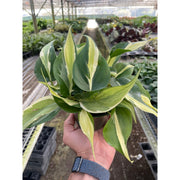 Philodendron 'Silver Stripe' - BetterGrow Hydro