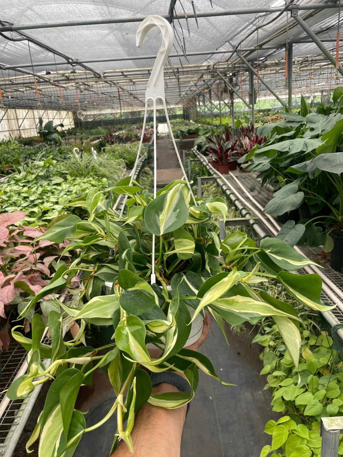 Philodendron 'Silver Stripe' - BetterGrow Hydro