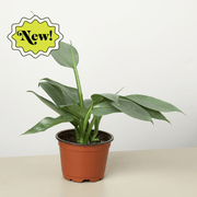 Philodendron 'Silver Sword' - BetterGrow Hydro