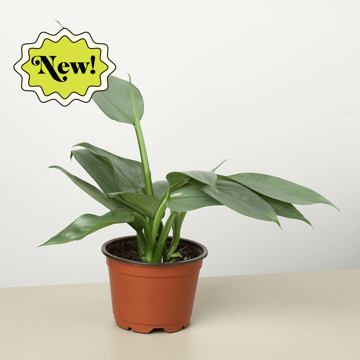 Philodendron 'Silver Sword' - BetterGrow Hydro