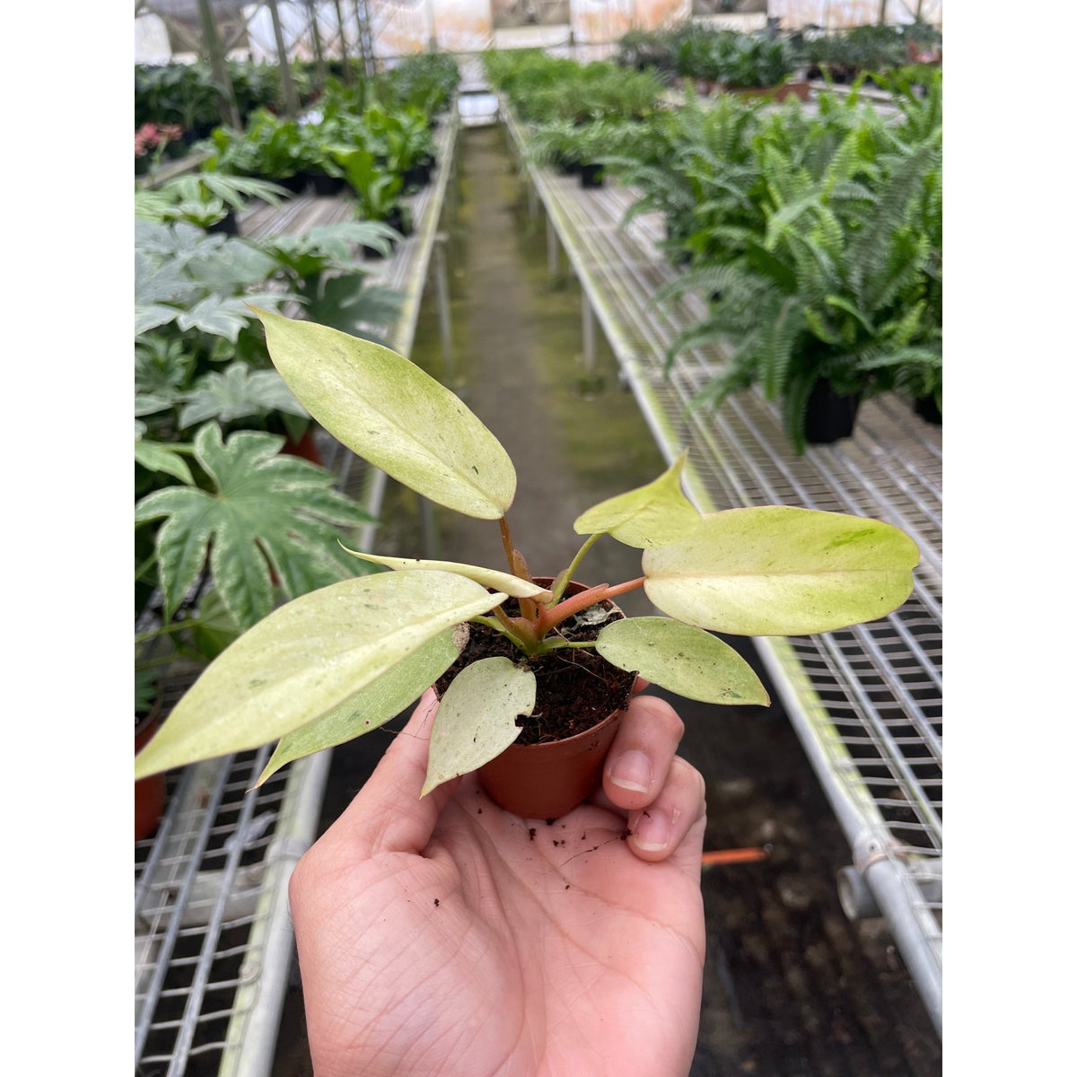 Philodendron 'Snowdrift' - BetterGrow Hydro