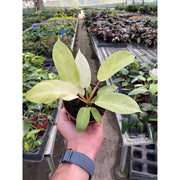 Philodendron 'Snowdrift' - BetterGrow Hydro